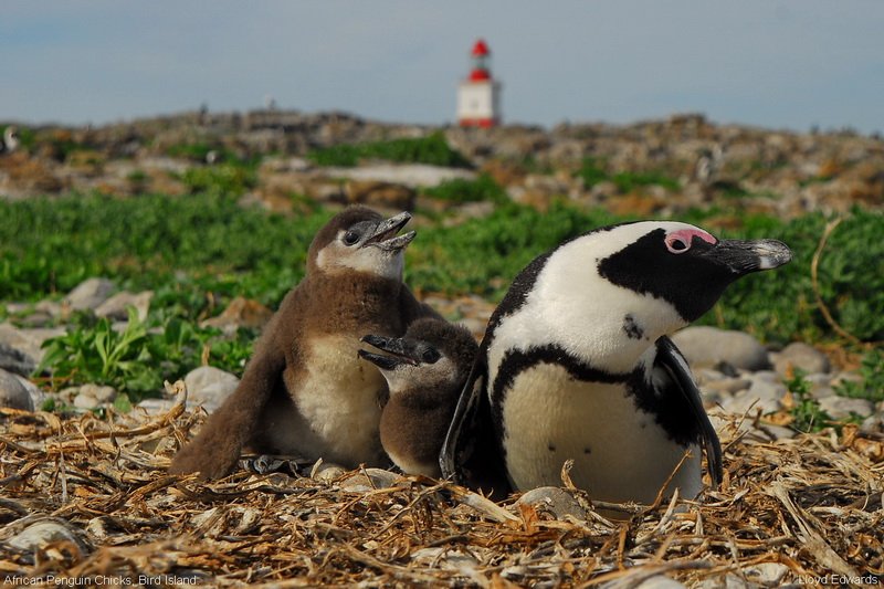 A new lifeline for seabirds in Algoa Bay