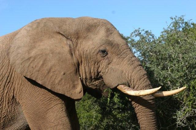 Addo Elephant National Park - Full Day Tour