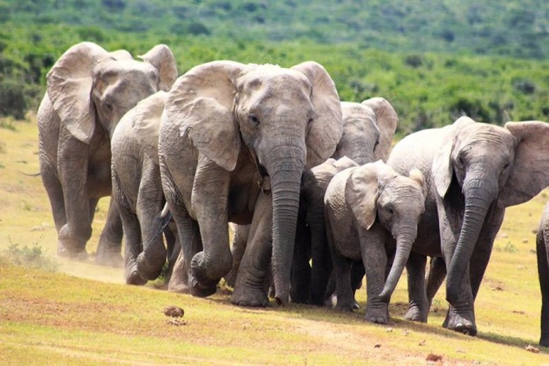 Addo Elephant National Park Safari - Full Day incl lunch
