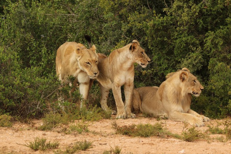 Addo Elephant National Park Safari - Full Day incl lunch-3