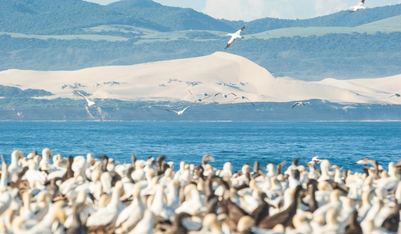 ADDO MARINE PROTECTED AREA OFFICIAL