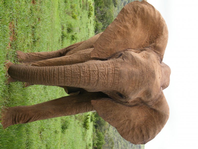 ADDO National Park, Full Day