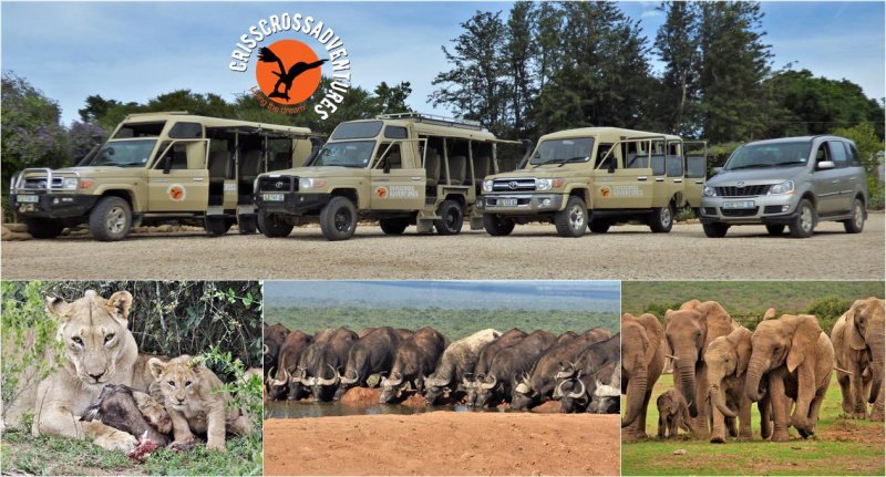 Addo Park Half Day Tour Closed Vehicle - SA Special