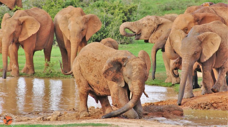 Addo Park Half Day Tour Closed Vehicle - SA Special-2