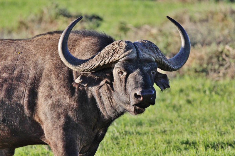 Addo Park Half Day Tour Closed Vehicle - SA Special-3