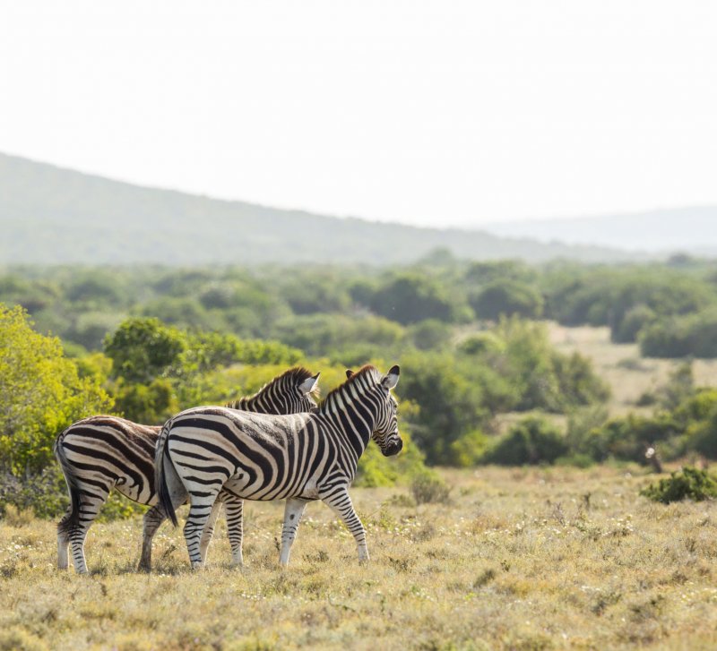 ADDO WILDLIFE ECO WALKING SAFARI-2