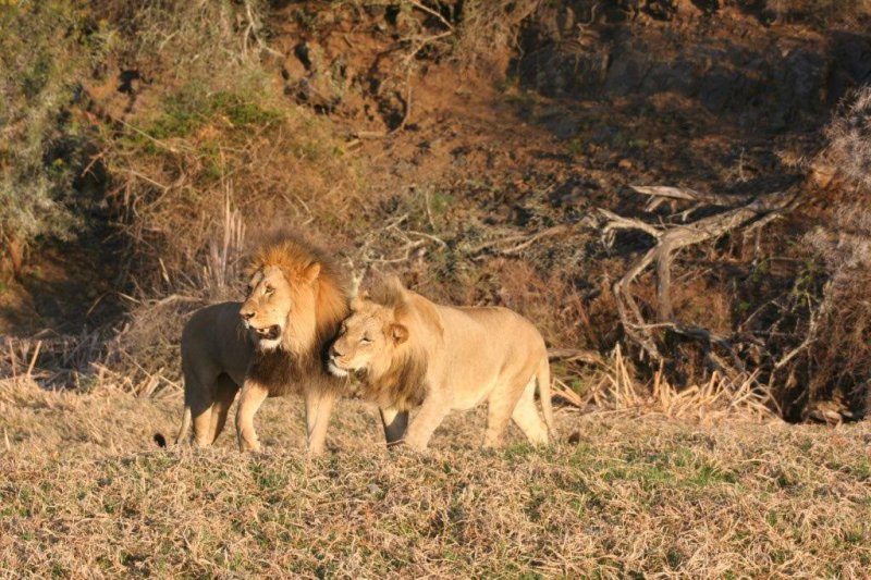 ADDO’S SYLVESTER AND COMPANY FINALLY FREE