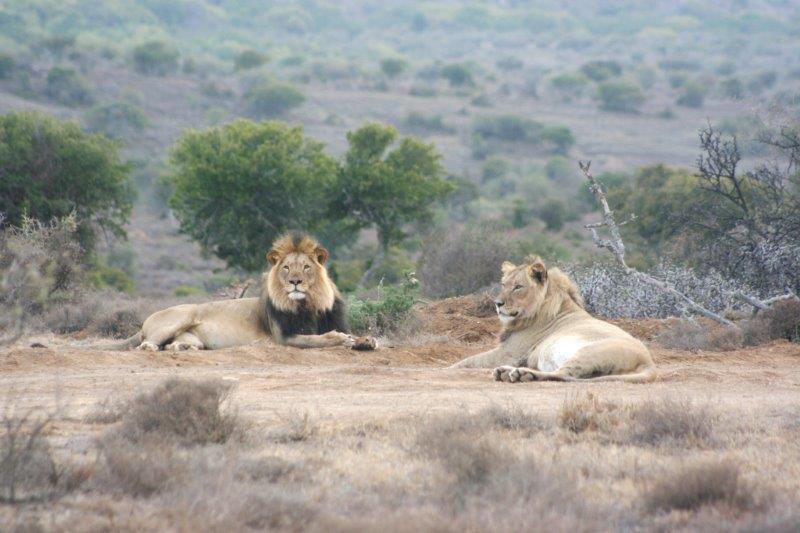 ADDO’S SYLVESTER KING OF HIS LARGER KINGDOM