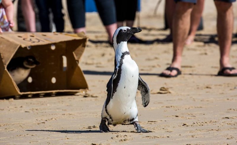 African Penguin Awareness Day (APAD)