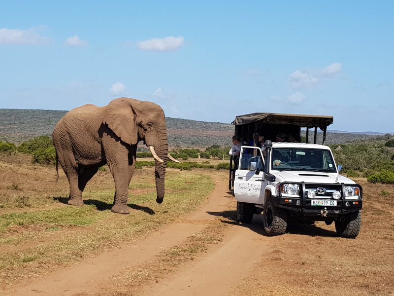 Afternoon Private Reserve Safari-2