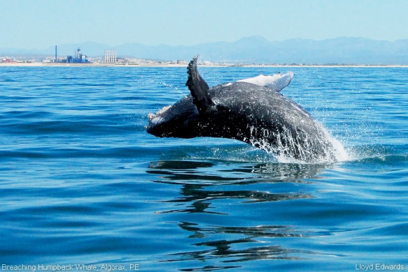 Algoa Bay in South Africa Becomes a Prestigious Whale Heritage Site