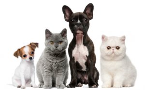 Bay Pet Expo