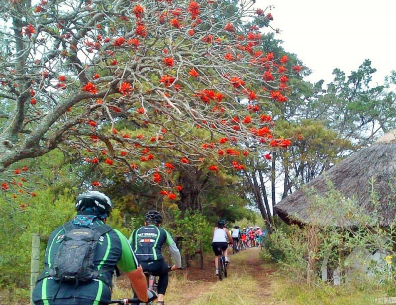 Bicycle Rental