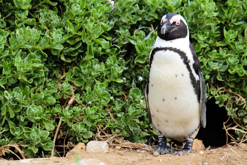 BIDDING FOR PENGUINS: SANCCOB EASTERN CAPE BENEFIT AUCTION