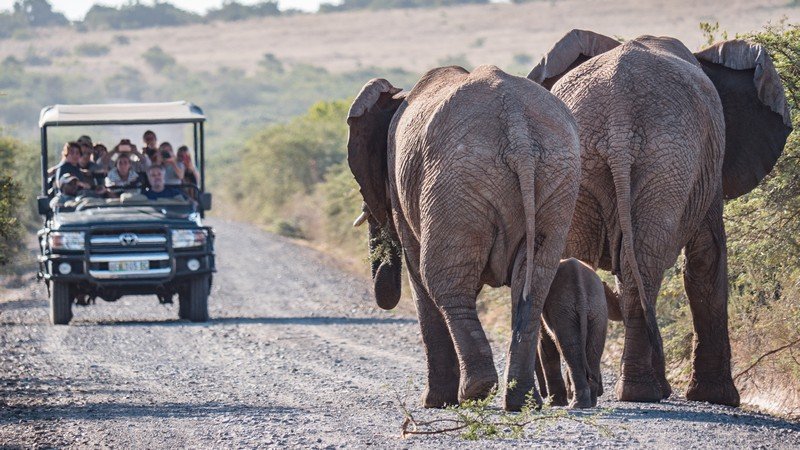 Big 5 Day Safari at Hlosi Game Lodge -2