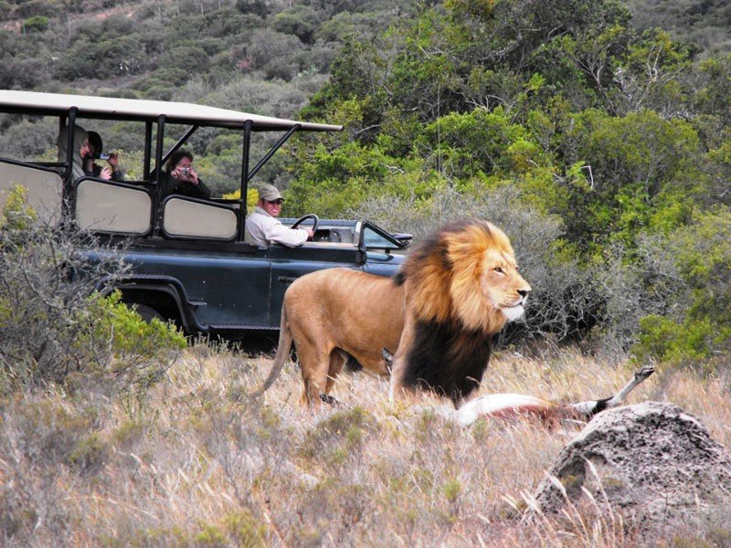 Big 5 Day Safari at Hlosi Game Lodge 