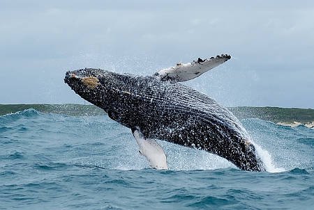 The Original Big 7 Tours in Whale Season 2019