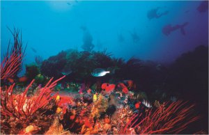 BIG ATRRACTION: Experience an underwater world with Ocean Divers International and the Nelson Mandela Bay Pass