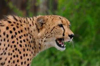 BIG ATTRACTION - DANIELL CHEETAH PROJECT