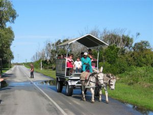 BIG ATTRACTION PINE LODGE –DONKEY CART RIDE, COFFEE AND MUFFIN