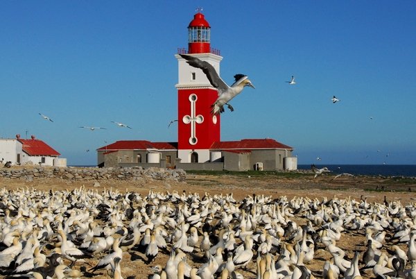 Bird Island Cruise