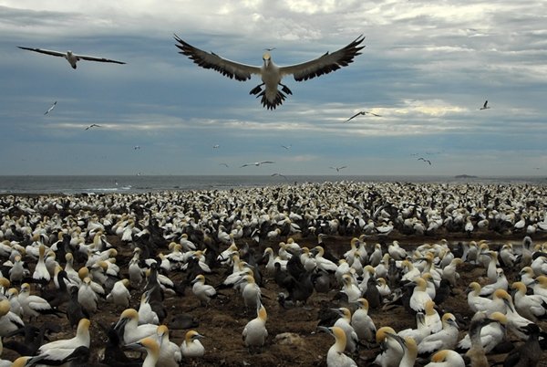 Bird Island Cruise-2