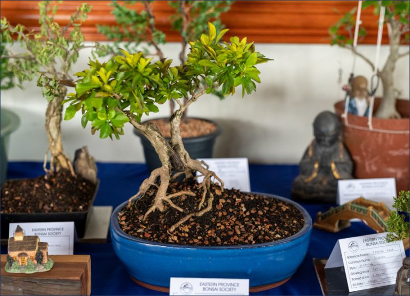 Bonsai Meeting