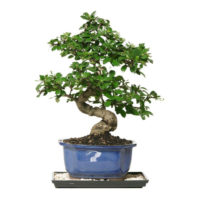 BONSAI MEETING 