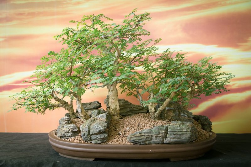 BONSAI MEETING 11TH MAY