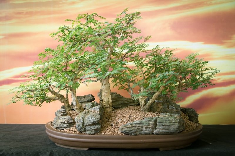 Bonsai Meeting 11th May 2019