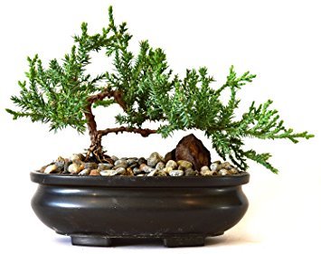 BONSAI MEETING 13TH JULY (with Guest demonstration)