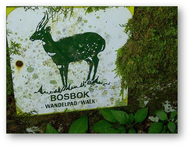 Bosbok Trail - The Island Nature Reserve