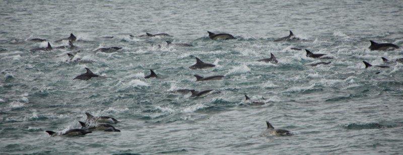 BOTTLENOSE CAPITAL OF THE WORLD, NEW IDENTITY FOR NELSON MANDELA BAY