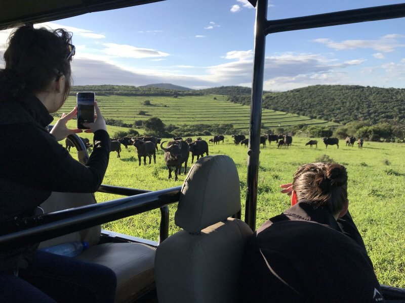 Buffalo Encounter