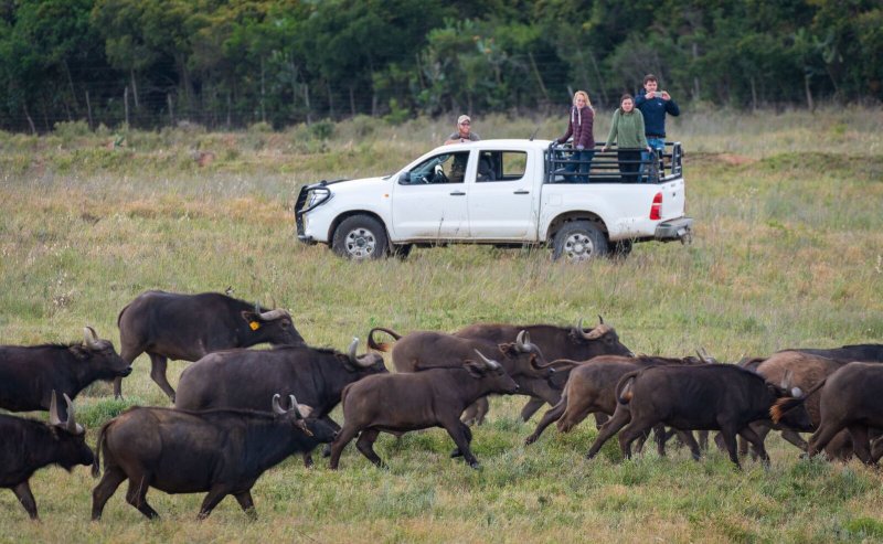 Buffalo Encounter-2