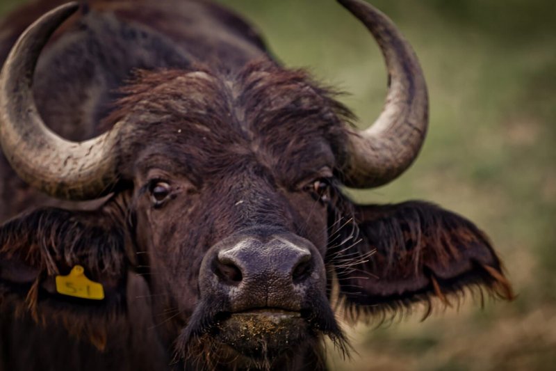 Buffalo Encounter-3