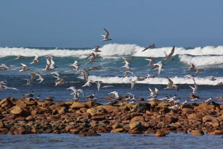 Cape Recife, Lighthouse and 4x4 Grysbok Reserve-2