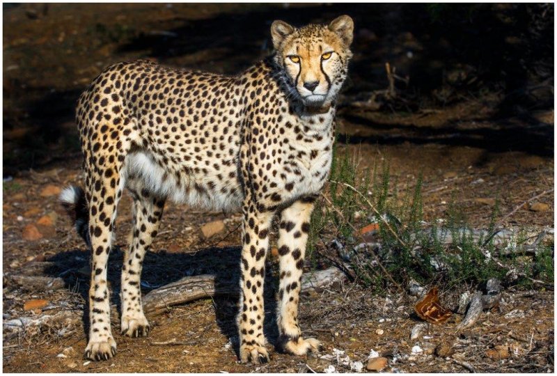 Captive-Born Cheetah Released Into The Protected Wild