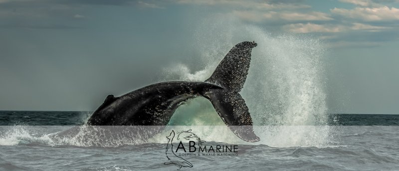 Win a Whale and Dolphin watching trip for two with AB Marine