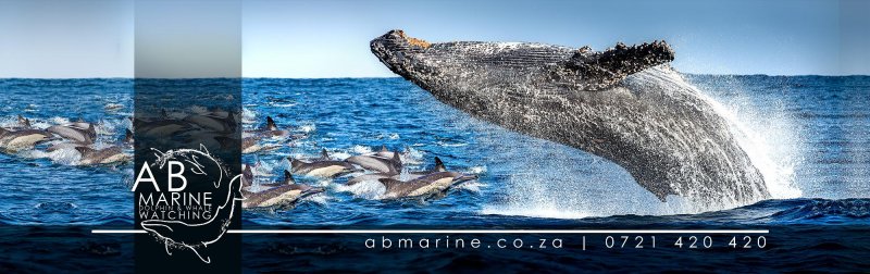 Dolphin & Whale Watching / Easter special