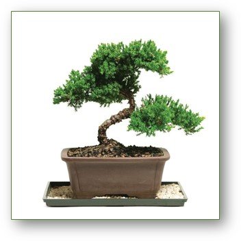 DOUBLE BONSAI MEETING