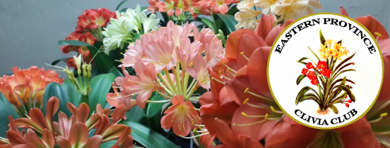 EP Clivia Club: Mini Interspecific Show and Meeting