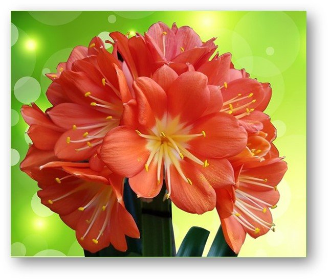 EPCC Spring Clivia Show
