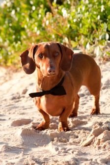 Beginners Animal Communication Course