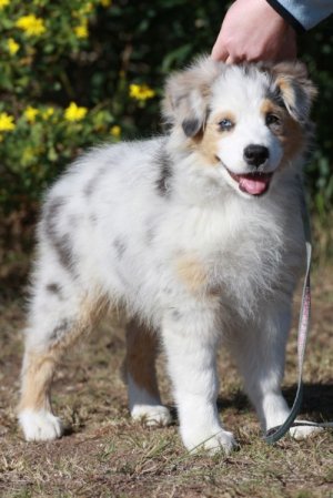 PE Kennel Club Championship Breed Dog Show