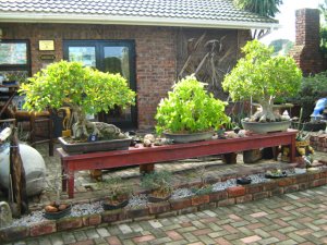 BONSAI DAY