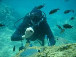 Noordhoek Wildeside Scuba Dive festival