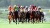 Thoroughbred Horse Racing 