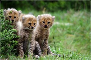 FREE ENTRY to Kragga Kamma Game Park