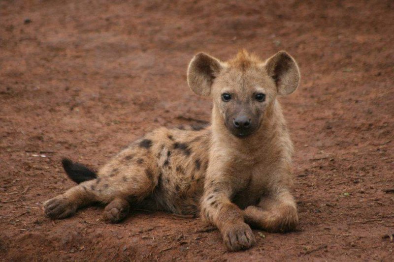 Full Day Addo & Private Reserve Safari